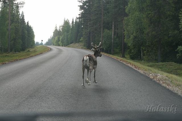 Norwegia (276).JPG - Fińska Laponia - władcy szos
